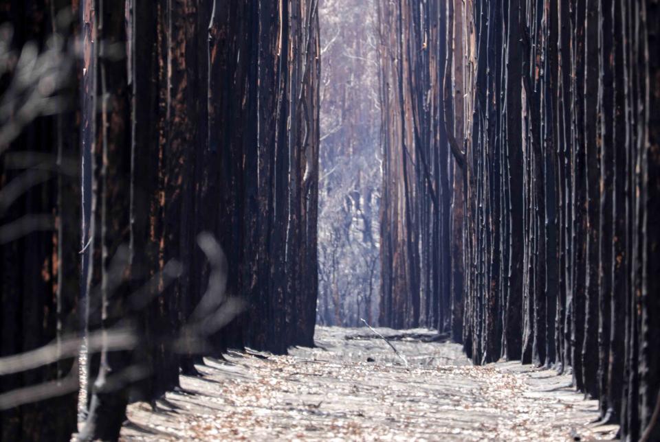 Bushfires have complex impacts on the economy, including effects on forestry. Photo: SA SES