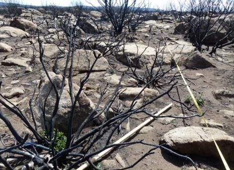 Burnt transect with resprouting Orites revoluta. Photo: Judy Foulkes