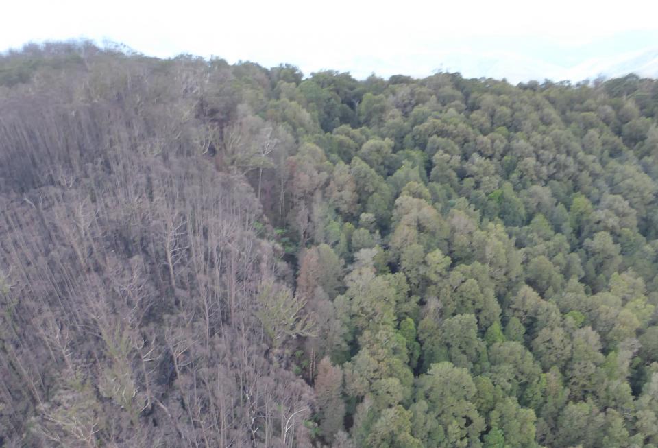 Burnt eucalyptus forest (left) and rainforest (right) showing sharp rainforest boundary. Photo: Piers Thomas, NSW NPWS.