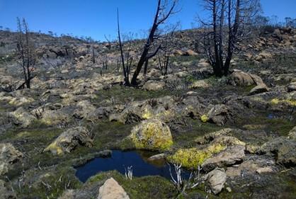 Burnt Sphangnum bog and Pencil Pine Lake Mackenzie. Source: Darren Turner, 