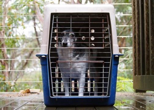 Two out of three Australian homes have a pet, but they are one of the most overlooked parts of preparing for an emergency. Photo: Jenny Bigelow.
